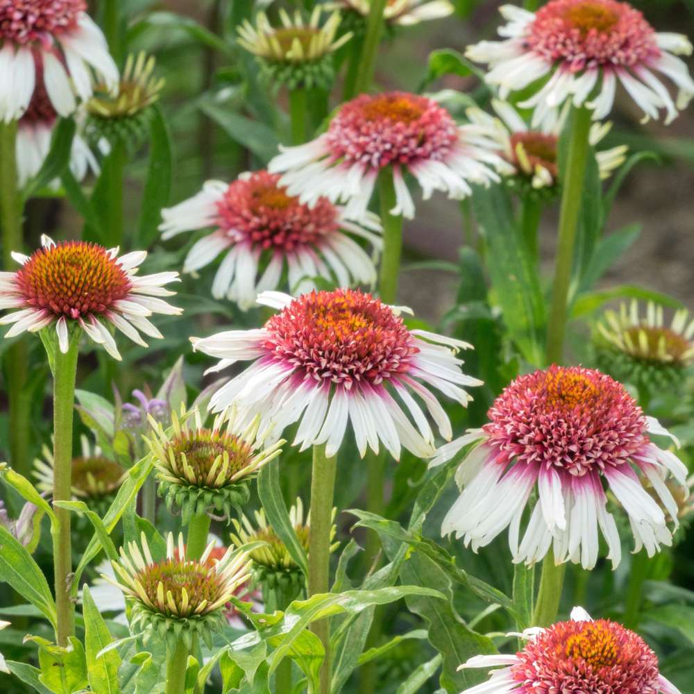 Solhatt Echinacea 'Strawberry and Cream'